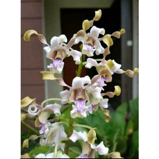 ANGGREK DENDROBIUM MELINTIR