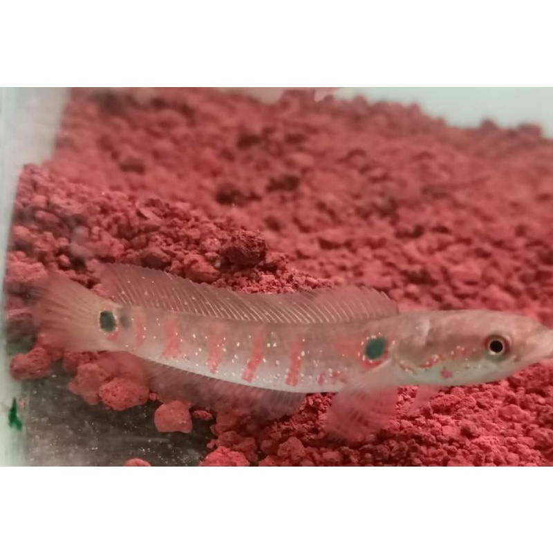 

asiatica rs pure size 8-9 cm