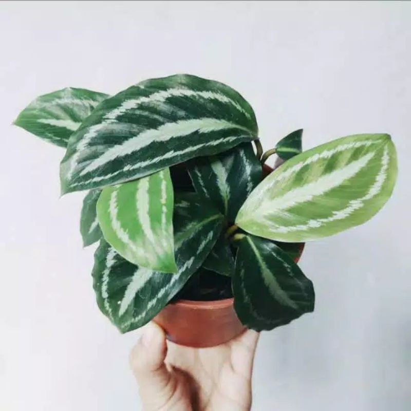 Calathea medalion