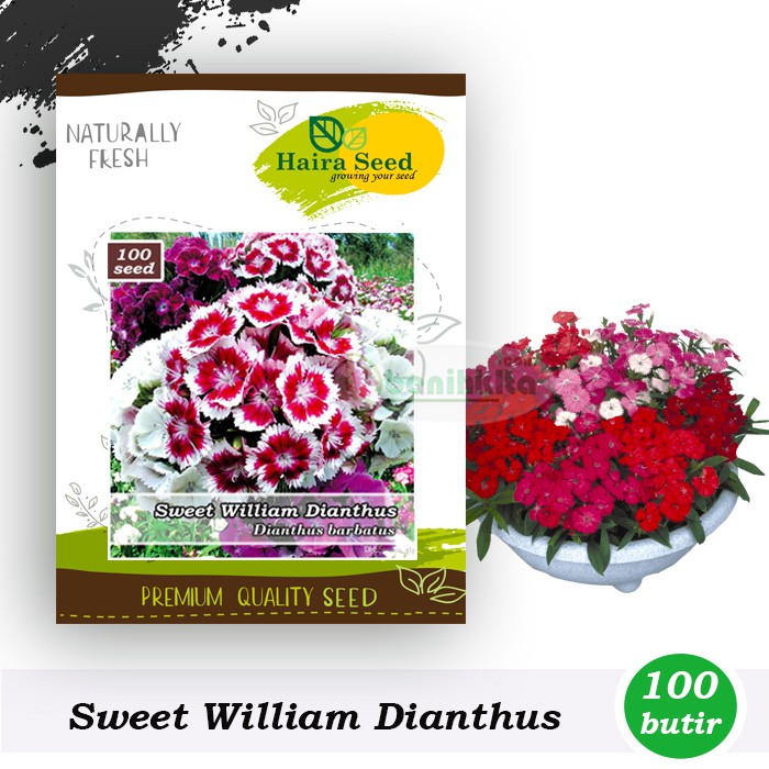 Benih-Bibit Bunga Sweet William Dianthus (Haira Seed)