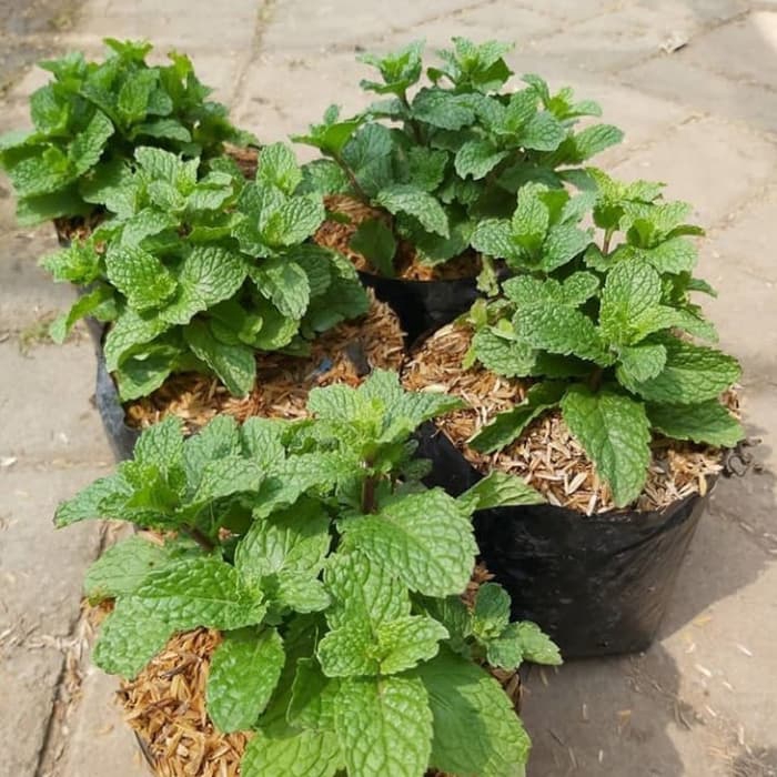 Tanaman Hias Herbal Daun Mint / Herbal / Daun Mint