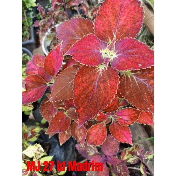 Miana Super Premium/id Madrim Red) Coleus