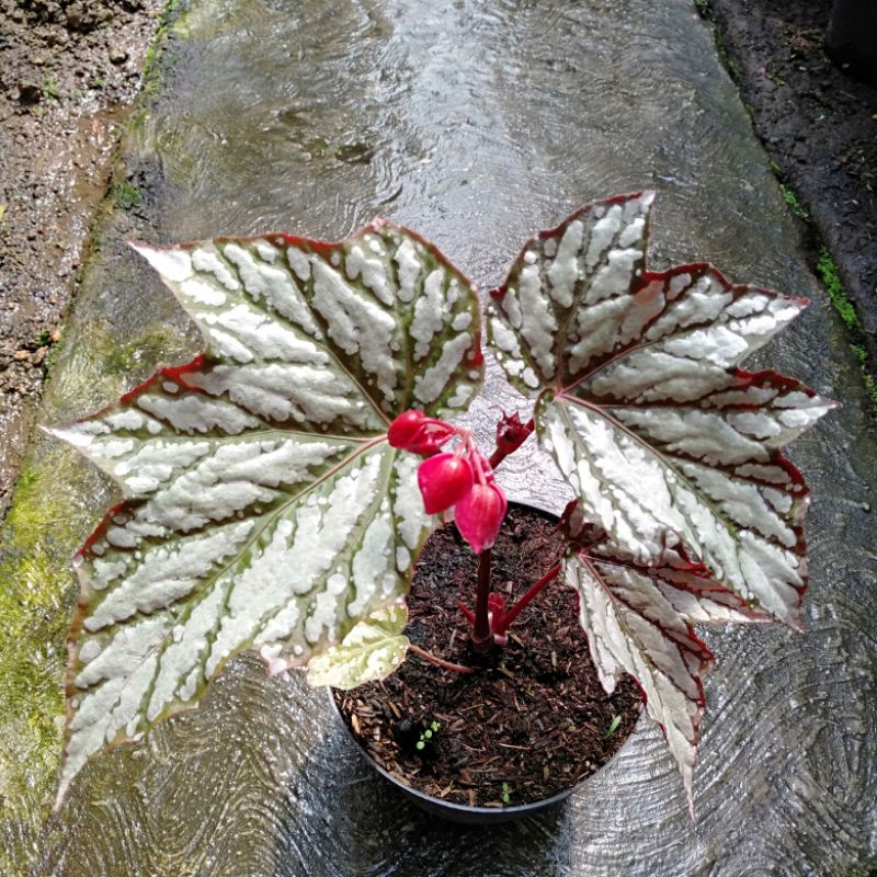 Tanaman Begonia Rex Silver