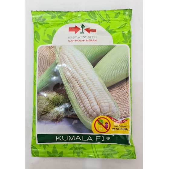 Bibit Jagung Ketan (Kumala F1)
