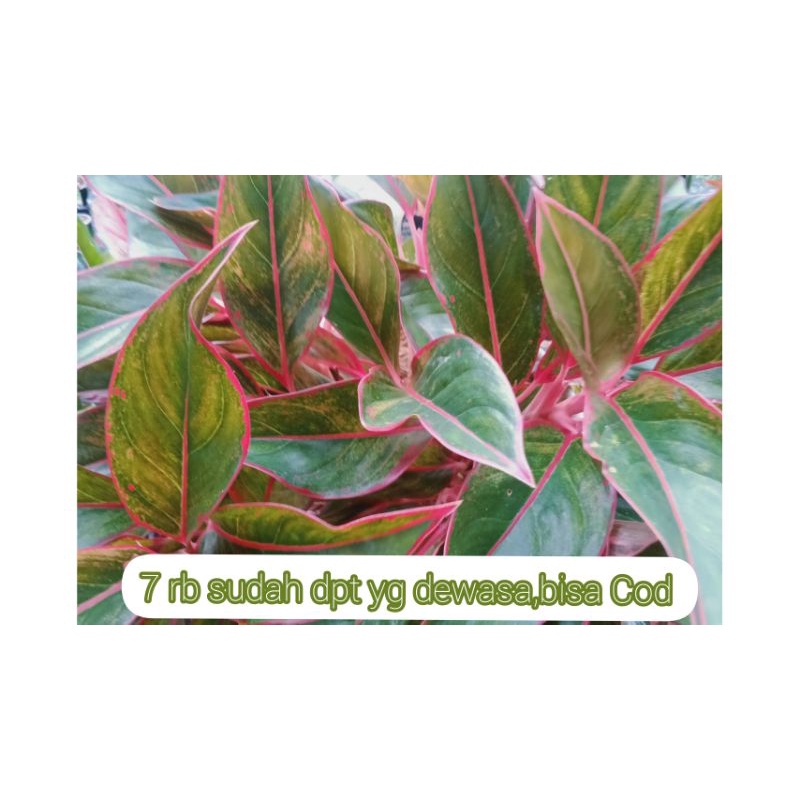 aglonema lipstik/aglonema siam ourora/lipstik merah