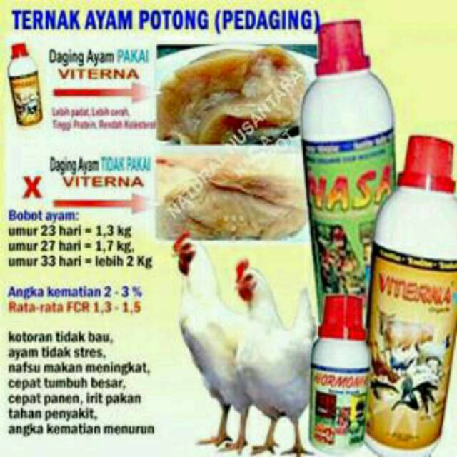 Cara Beternak Ayam Negeri Pedaging