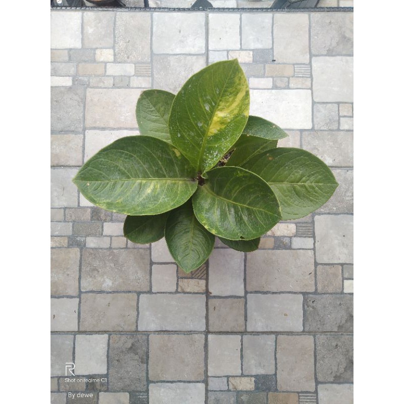 Anthurium Jemani Mangkok Varigata