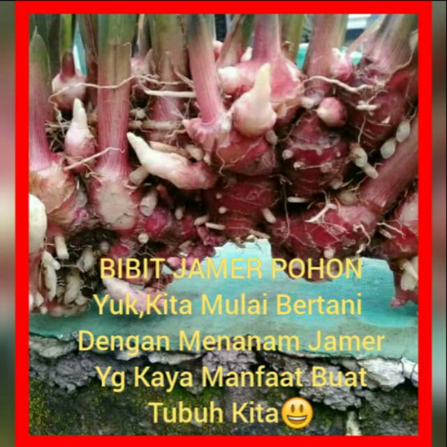 Bibit jahe merah unggul