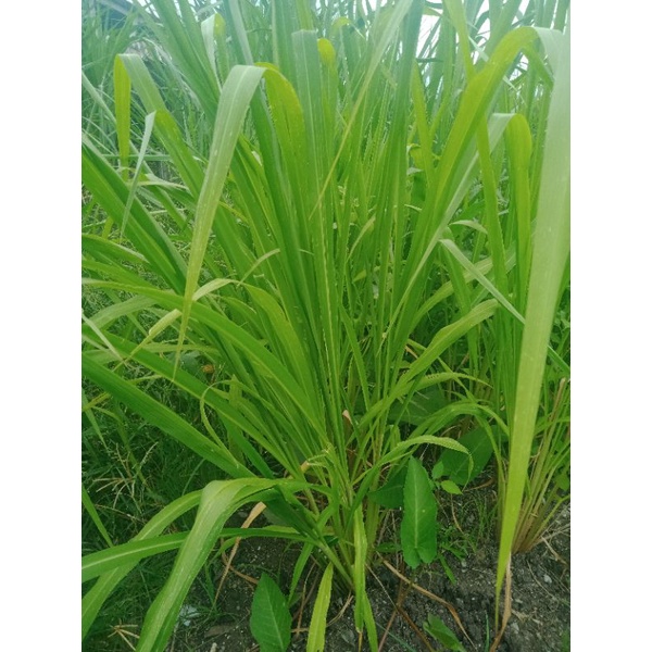 Jual Bibit Benih Rumput Mombaca Batang Shopee Indonesia