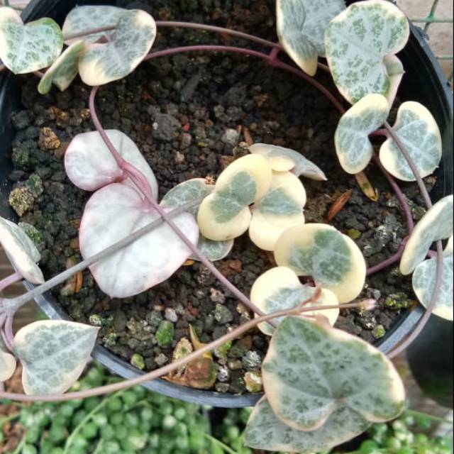 String of heart variegata