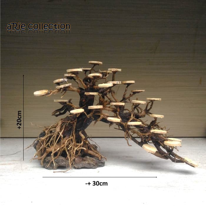 bonsai doyong aquascape aquarium