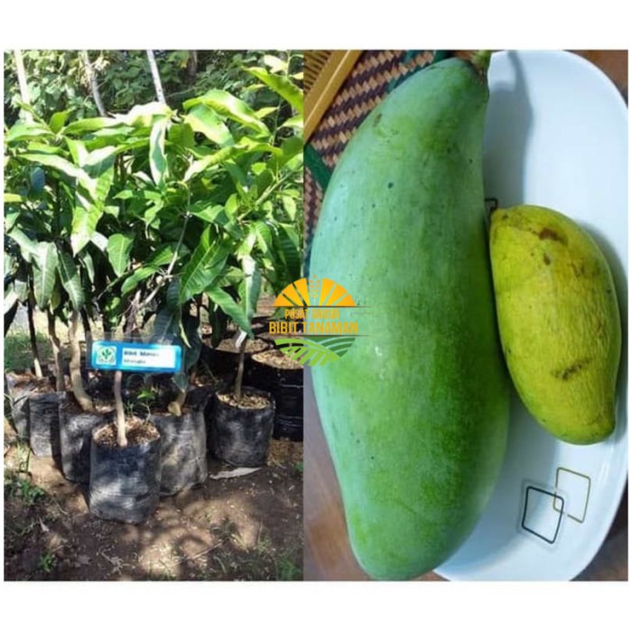 Bibit Mangga Mahatir