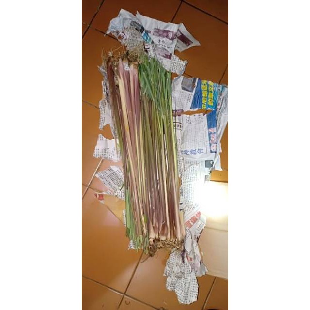 

terbaru Ready serai wangi/ sereh wangi/ sereh merah segar 100gr langsung petik segar