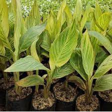Tanaman hias Pisang Kana / Bibit pisang kana