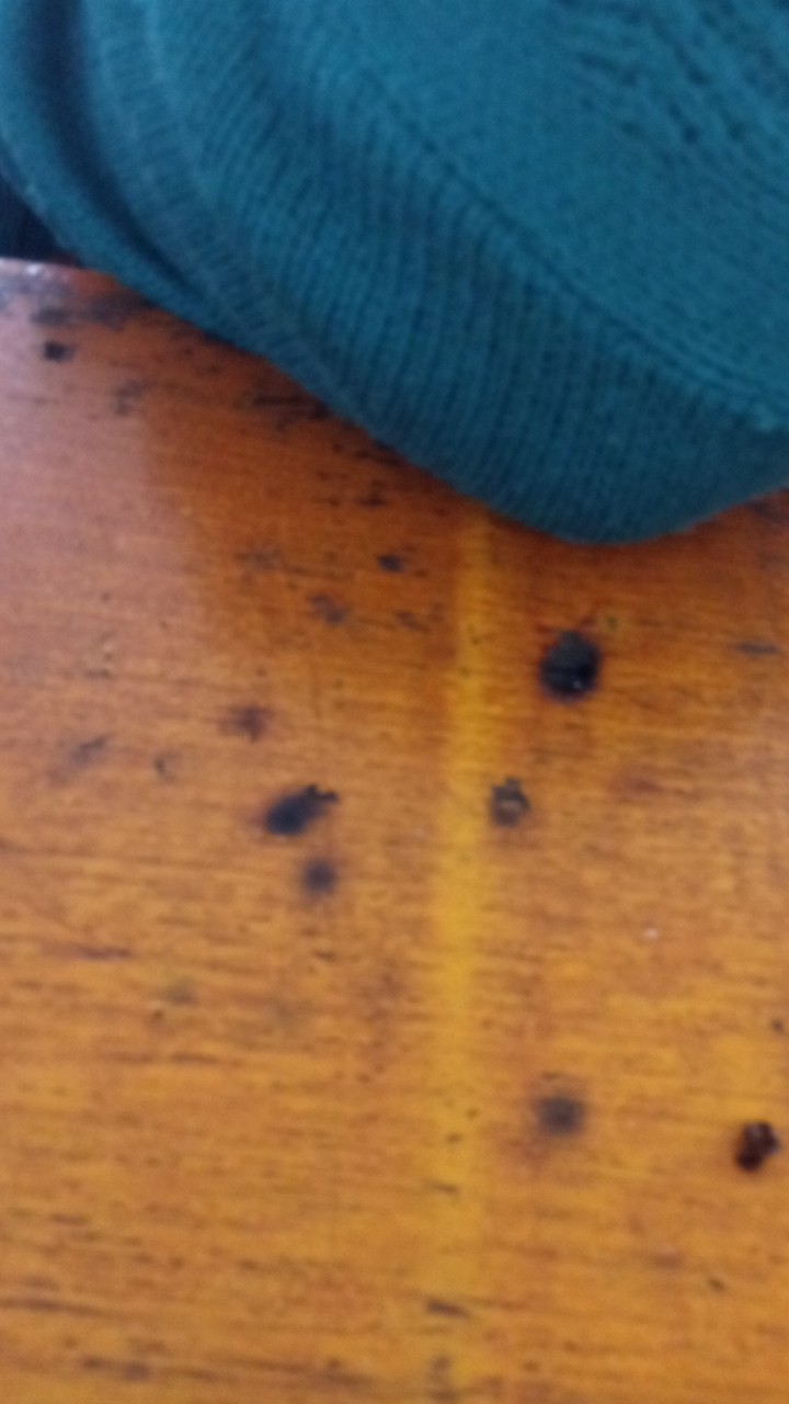 Panci Presto Nikita  4 Liter 20cm Pressure Cooker