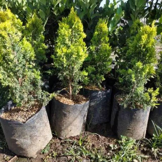 Bibit cemara golden peking