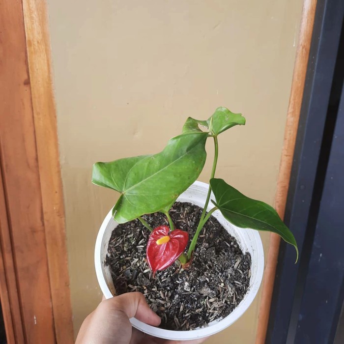 Tanaman hias anthurium Mickey mouse mini - Mickey mouse mini