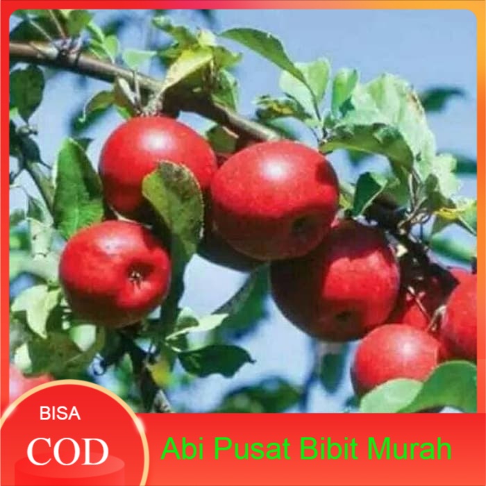 Bibit apel ana/apel merah stek okulasi cepat berbuah