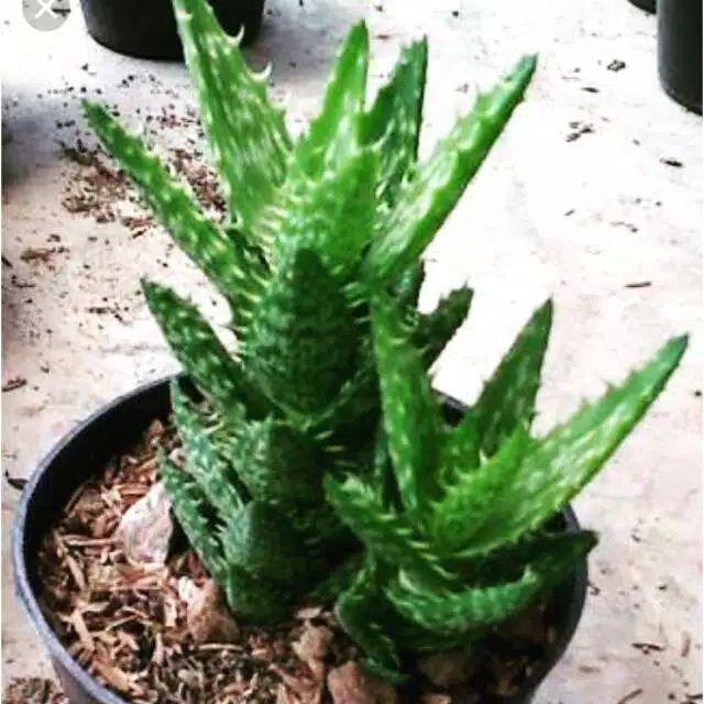 Kaktus Candi (cereus Tetragonous)