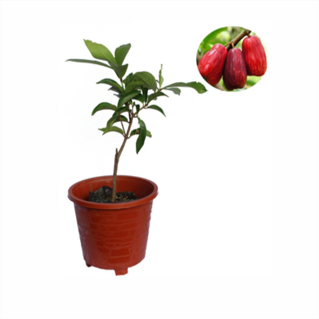 Jambu Jamaika