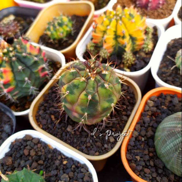 tanaman hias kaktus gymnocalycium ownroot baldianum hybrid variegata ownroot import kaktus langka