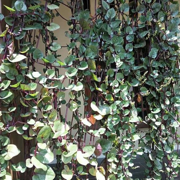 BIBIT TANAMAN BINAHONG MERAH- DAUN GENDOLA OBAT HERBAL LAPAK TERBAIK