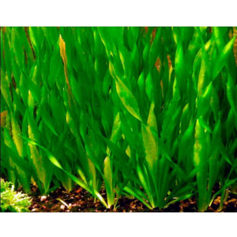 Vallisneria spiralis tanaman air aquascape