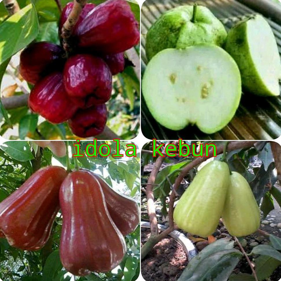 FREONG BIBIT JAMBU PAKET 4 JENIS JAMBU AIR MADU DELI PUTIH MADU MERAH KRISTAL DAN JAMAIKA KW A1