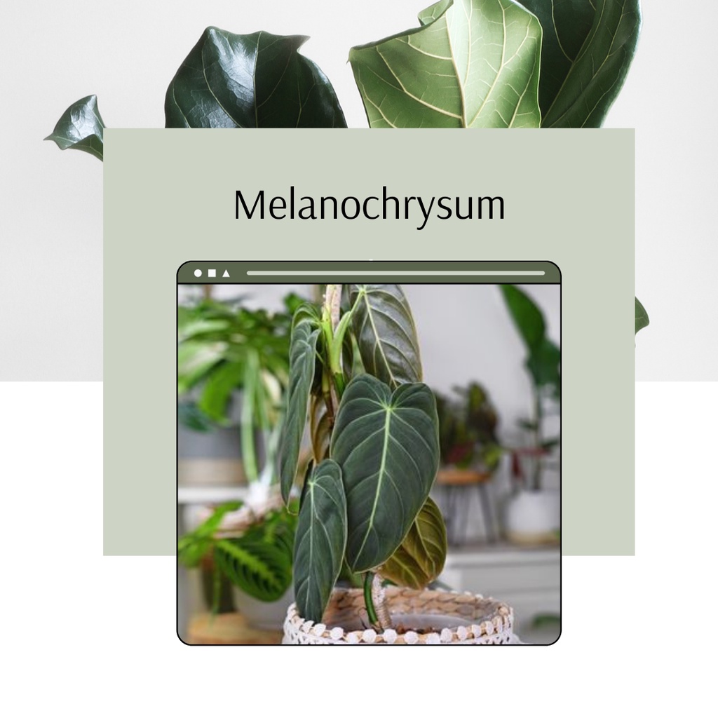 Tanaman Philodendron Melanochrysum Philo melanochrysum Murah
