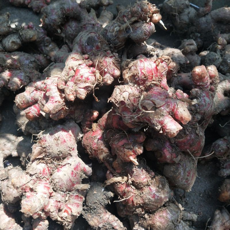 

Jahe Merah fress langsung dari petani. size campur akan dipilihkan yg bagus 1kg