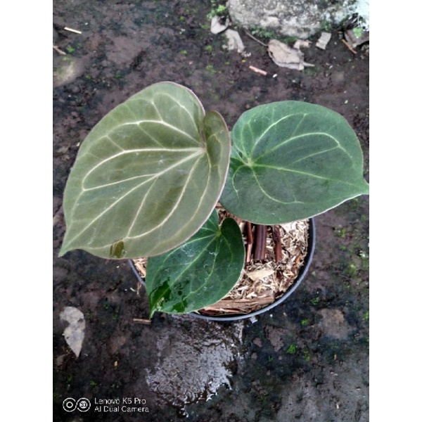 Anthurium King Of Spades