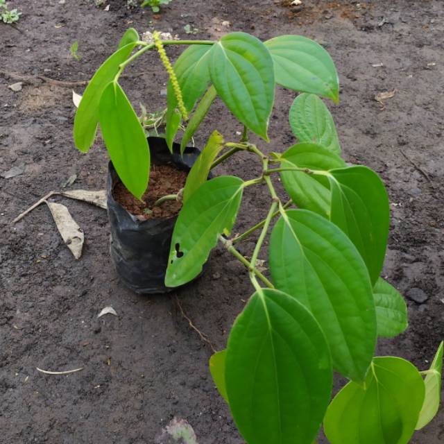Bibit Lada perdu siap buah