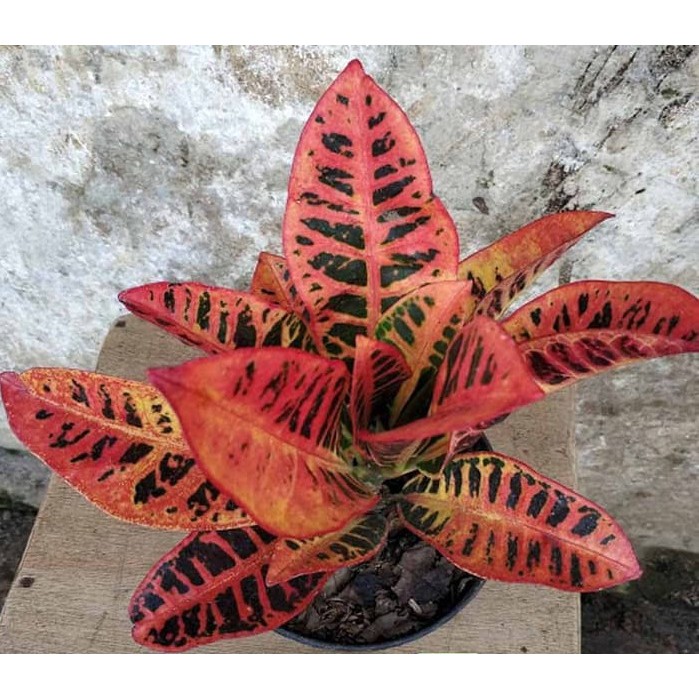 Tanaman Hias Puring Proton