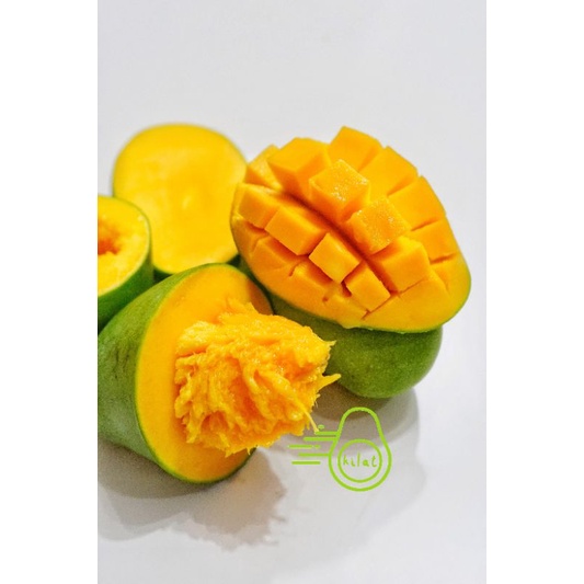 

Mangga Alpukat / Mangga Matang Pohon / Clonal21