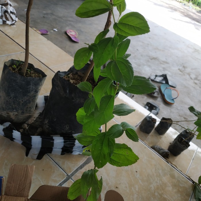 Bibit bidara arab asli