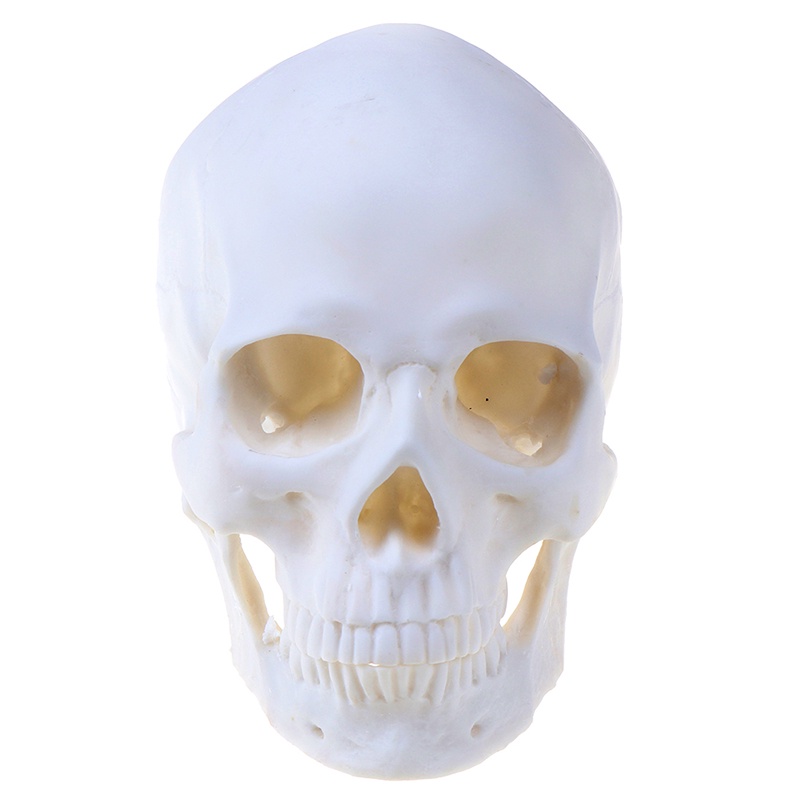 &lt; E2id &amp; &gt; Model Tengkorak Manusia Bahan Resin Warna Putih Skala 1: 1 Untuk Halloween