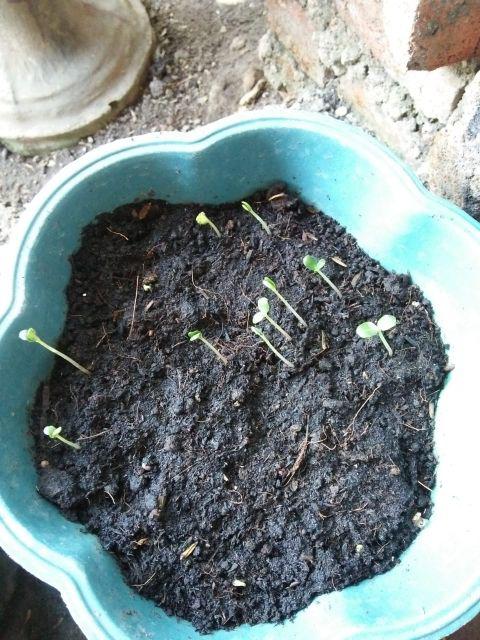 Pacar Air Magenta Gradasi Putih