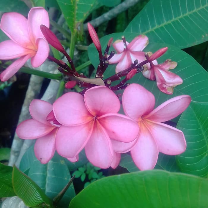 Jual Tanaman Kamboja Bali Jepun Pink/Kamboja Bali Sudah Berakar/Bibit Kamboja Ungu Mantab