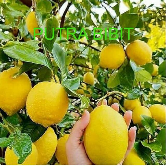 Bibit buah lemon Sudah Berbuah/kondisi sudah Berbuah