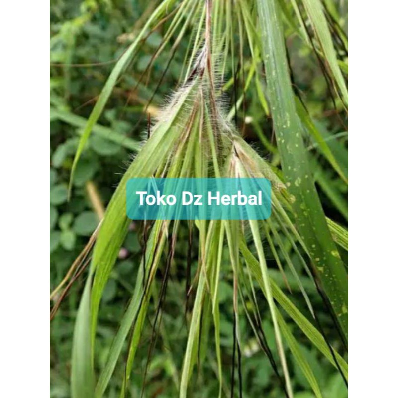 

Daun merakan tanaman merakan segar 200 gram-az