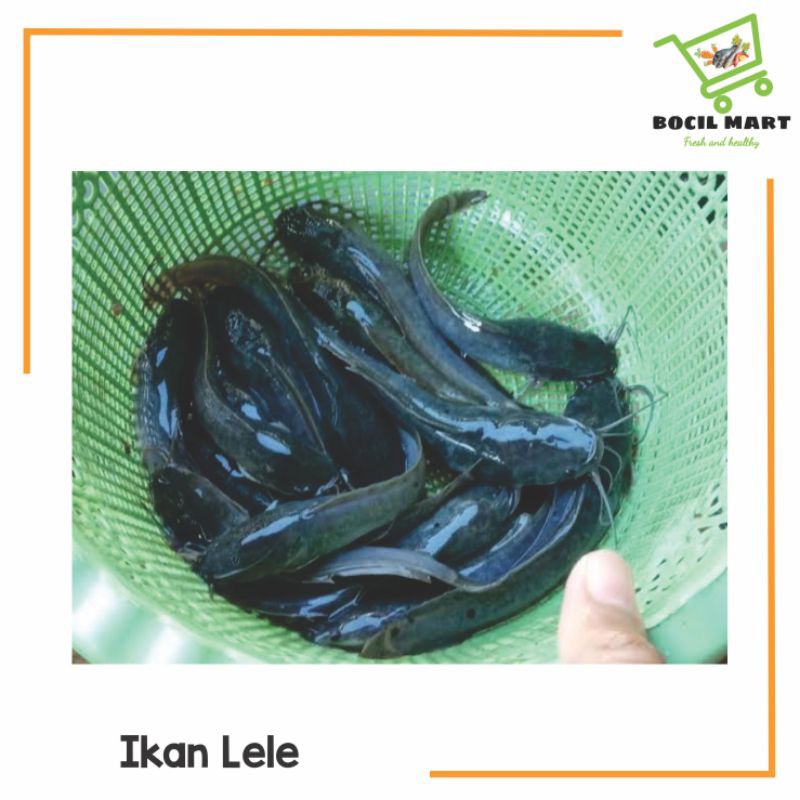 

[BOCIL MART] IKAN LELE FRESH