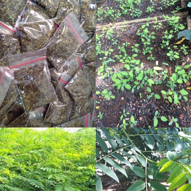 

Bibit indigofera
