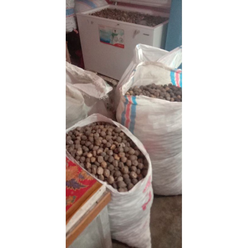 

kemiri cangkang bulat 1 kg