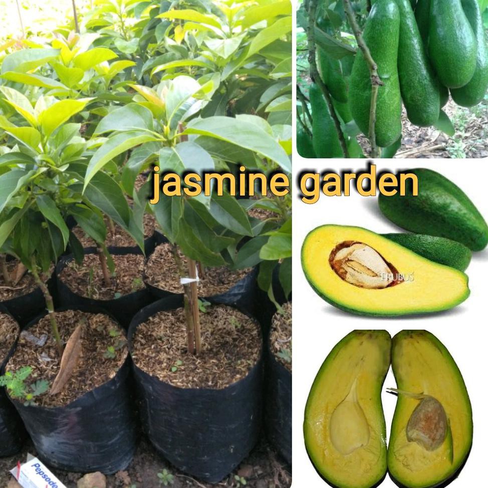 Bibit Benih Tanaman Bibit Buah Alpukat Mentega Aligator @_$