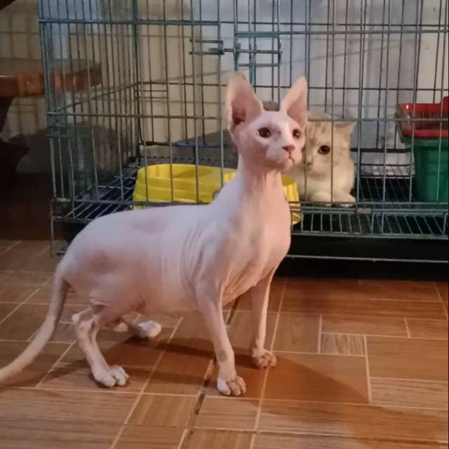 Kucing Sphinx Calon Indukan  Shopee Indonesia