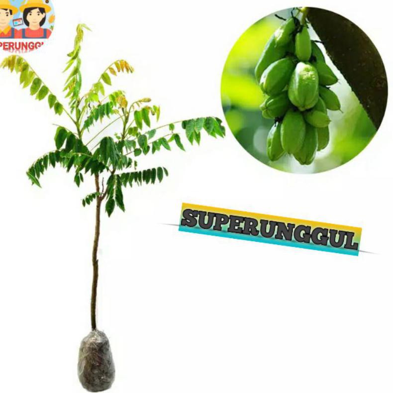 Bibit belimbing sayur ( wuluh )