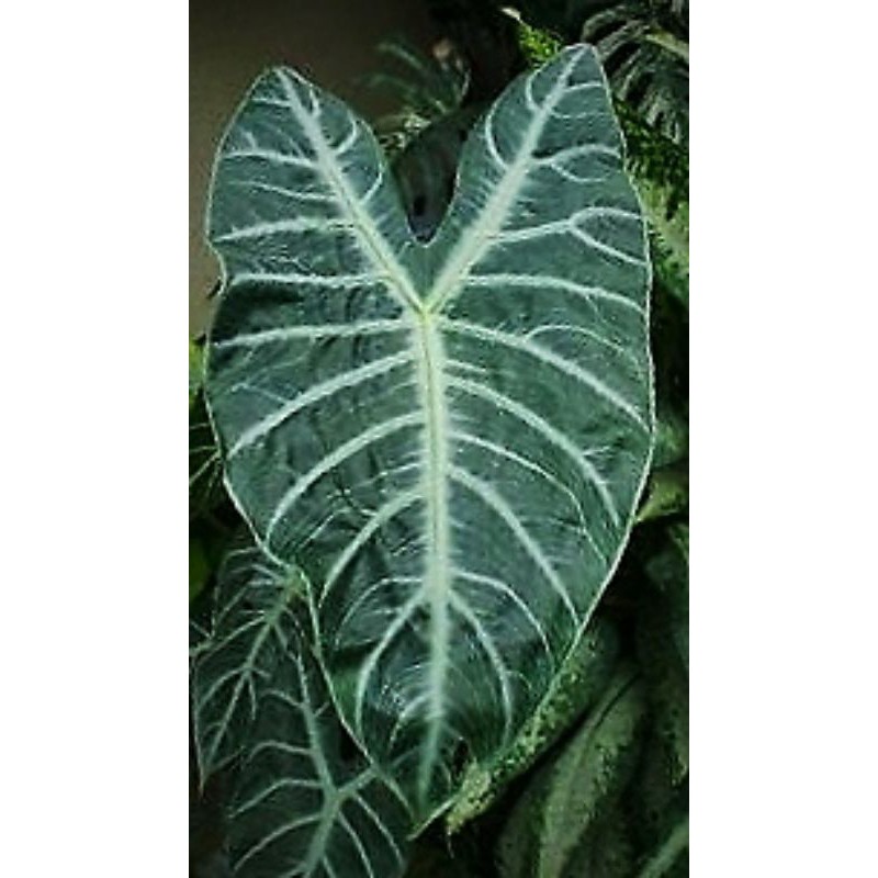 Umbi/bonggol alocasia longiloba silver