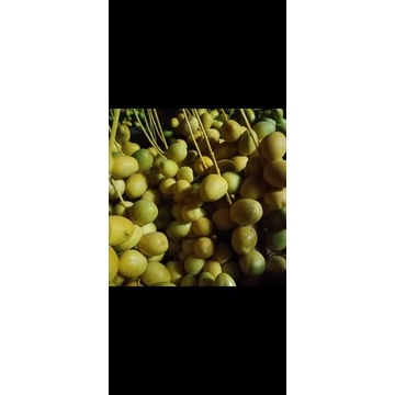 

KURMA MUDA