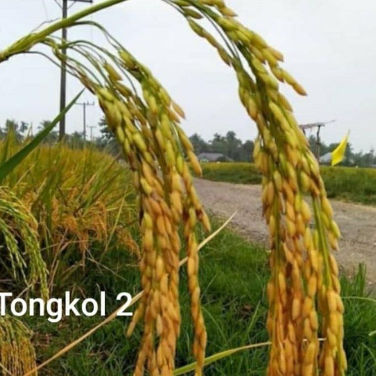 [KODE SEV] COD tongkol2 jumbo benih padi Galur lokal Aceh berkualitas Best Produk
