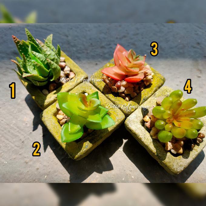 Paket 4 Kaktus Import Sekulen Tanaman Sukulen Mini Artificial